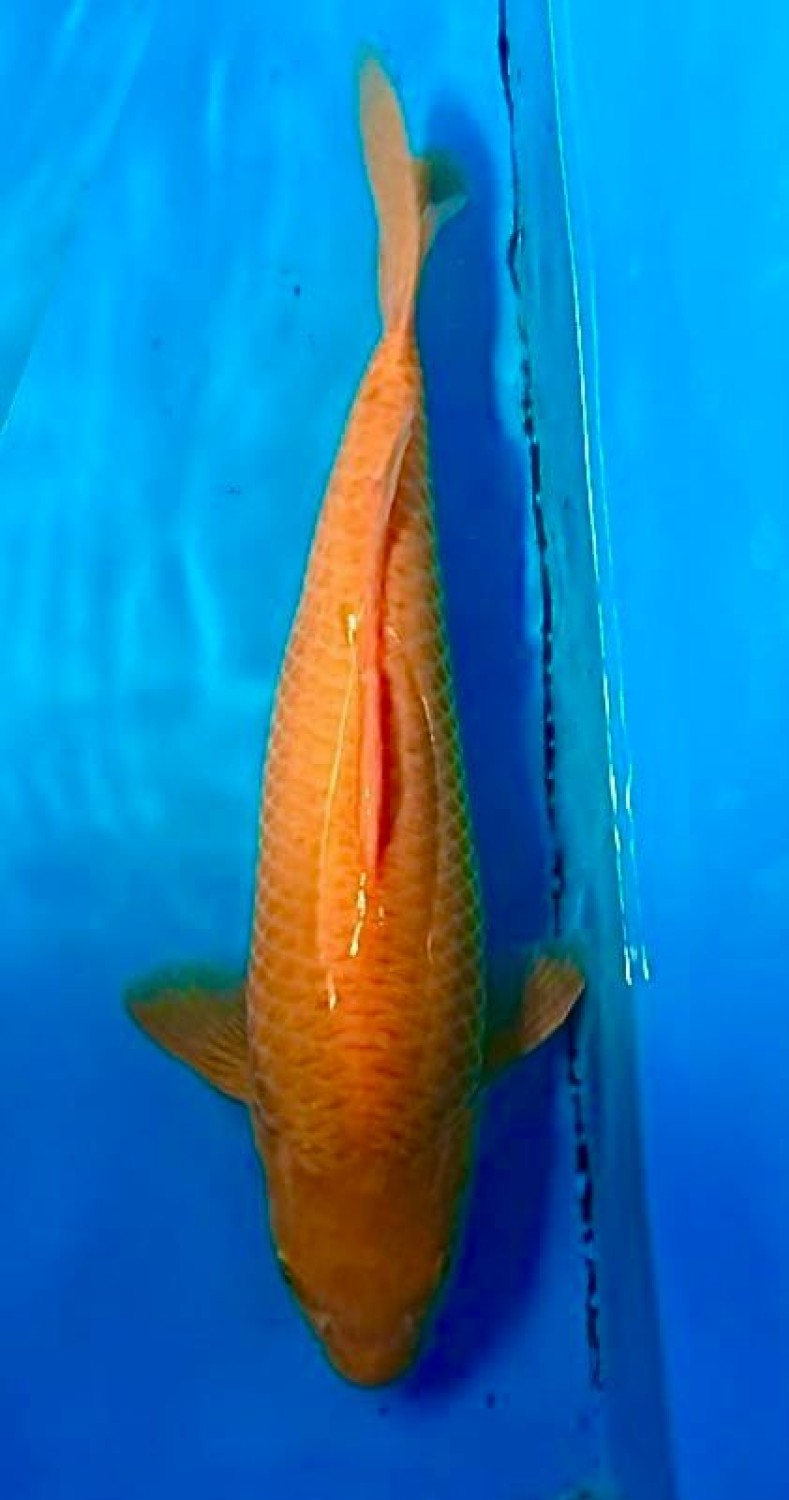 Juara 2