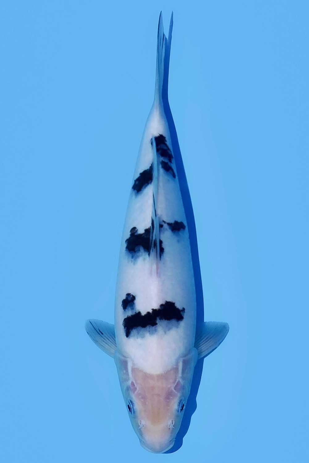 Juara 2