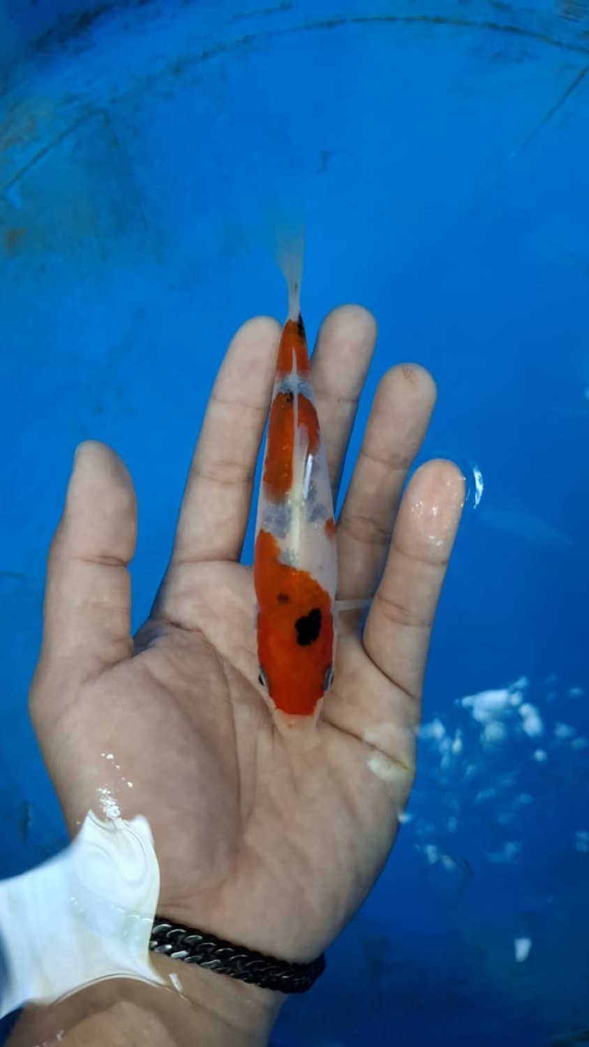 Juara 5