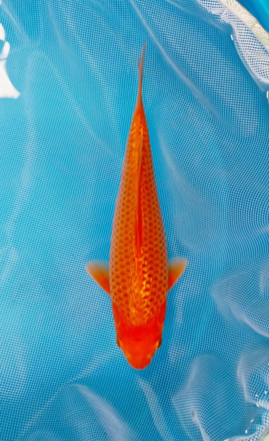 Juara 4