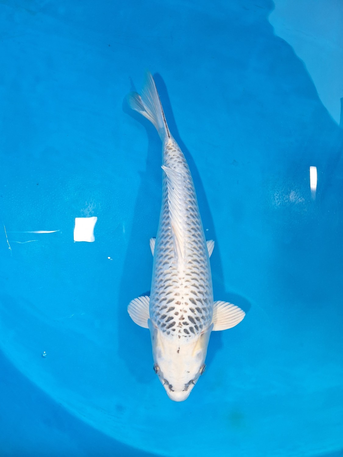 Juara 1