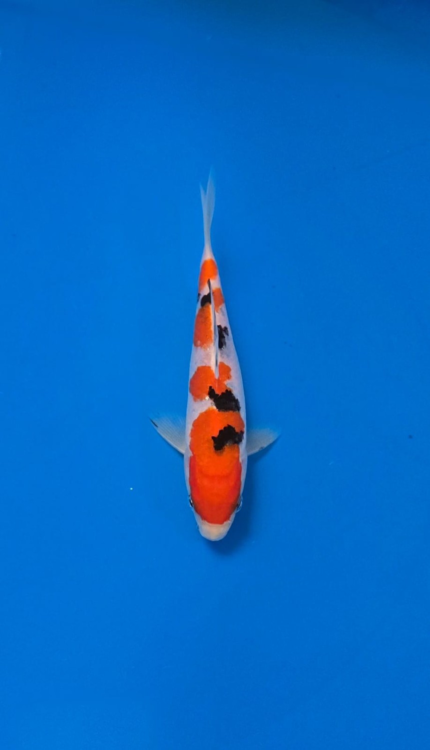Best In Size F 13 - 15 cm