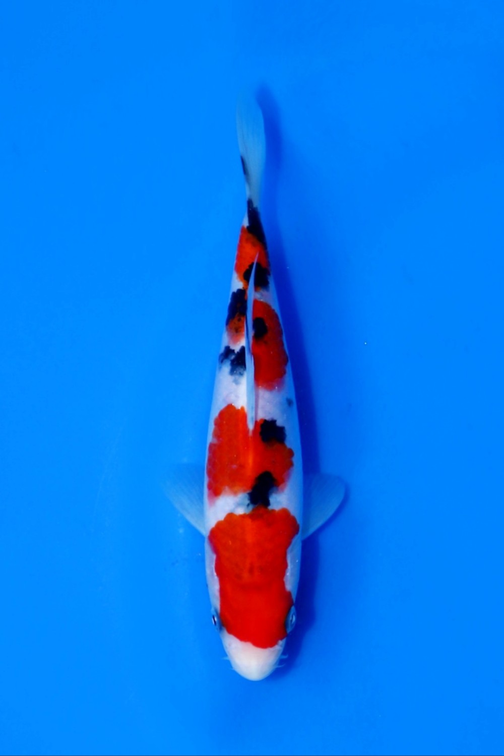 Juara 1