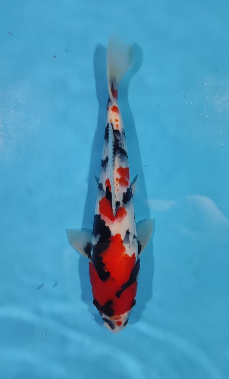 Juara 5