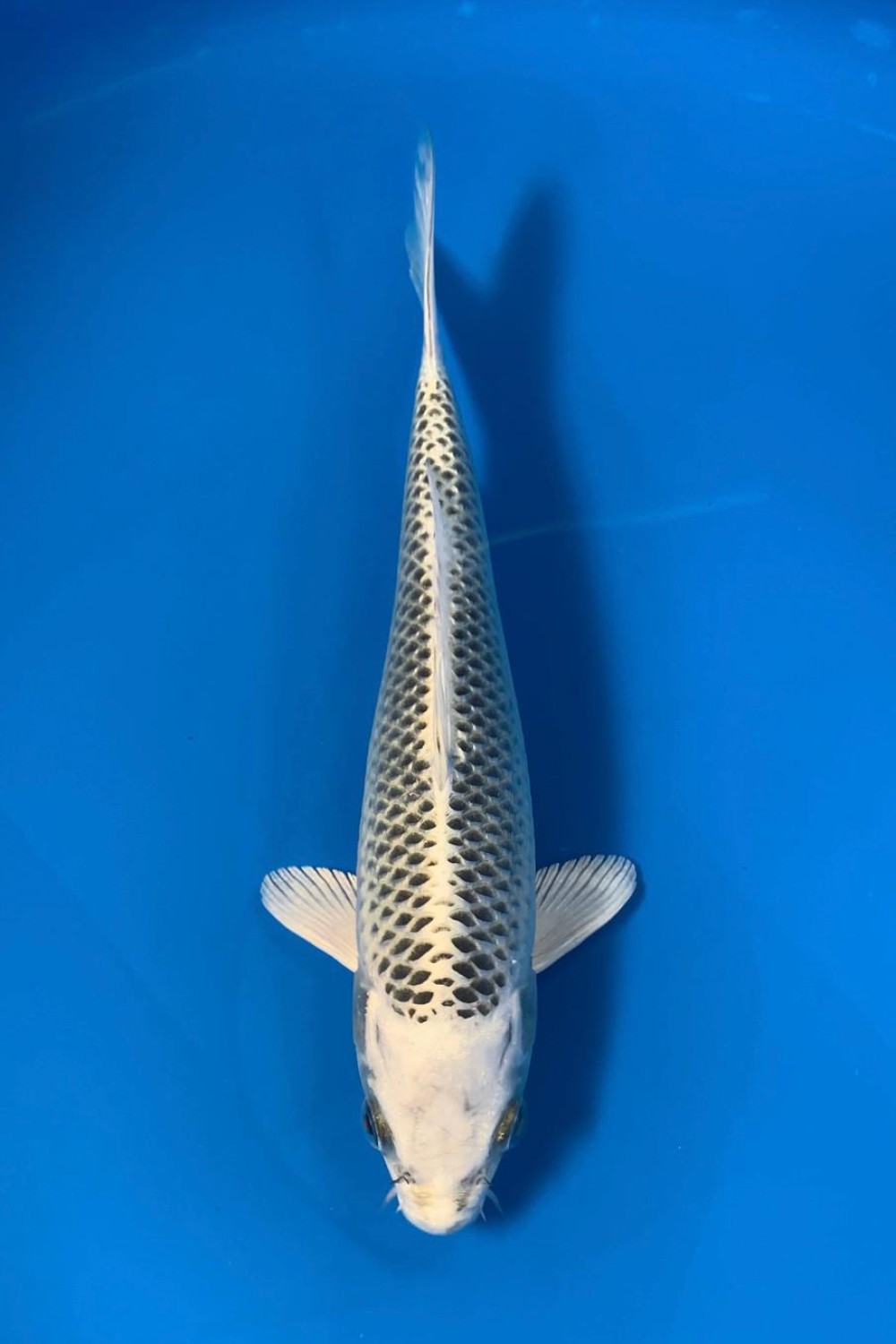 Juara 2