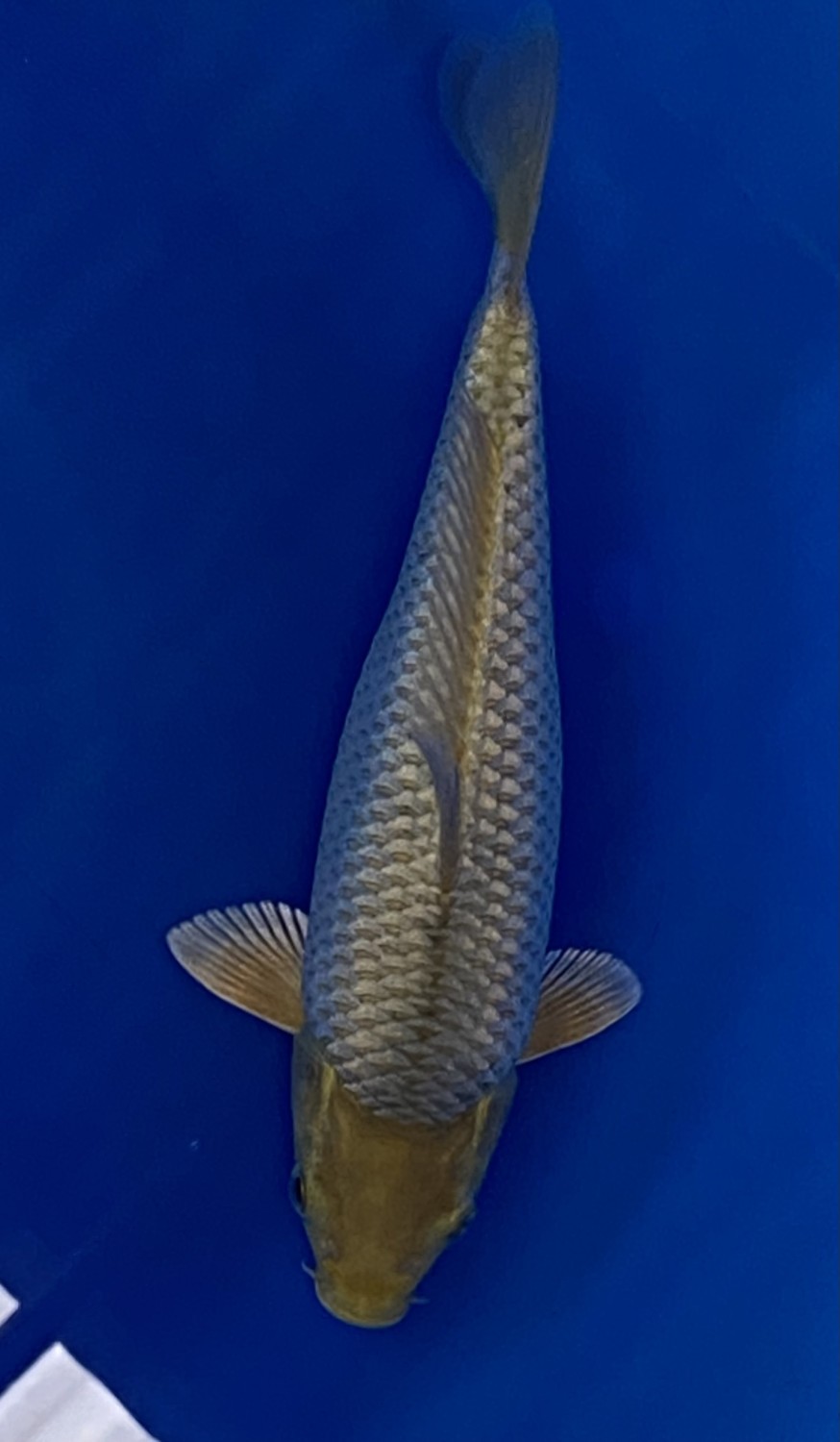 Juara 2