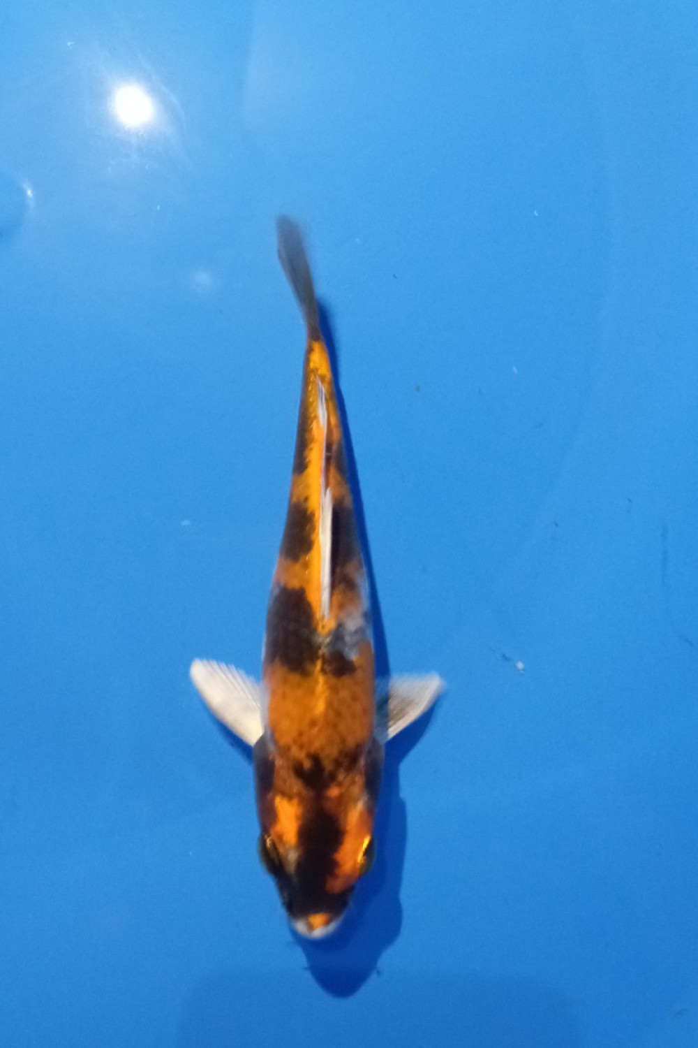 Juara 3