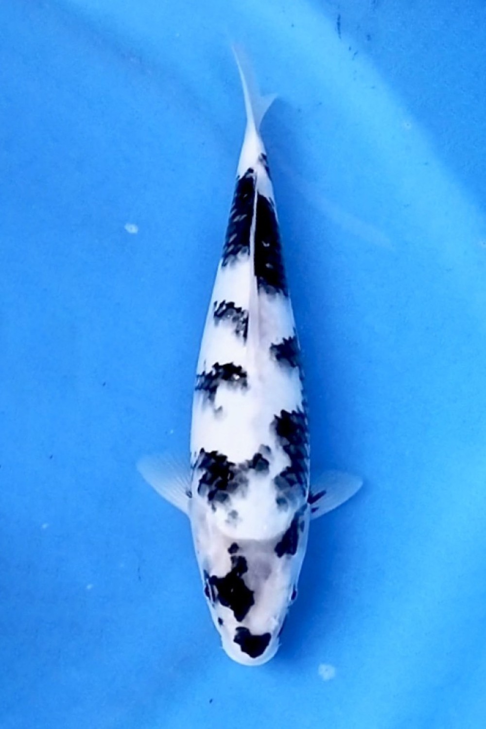 Juara 3