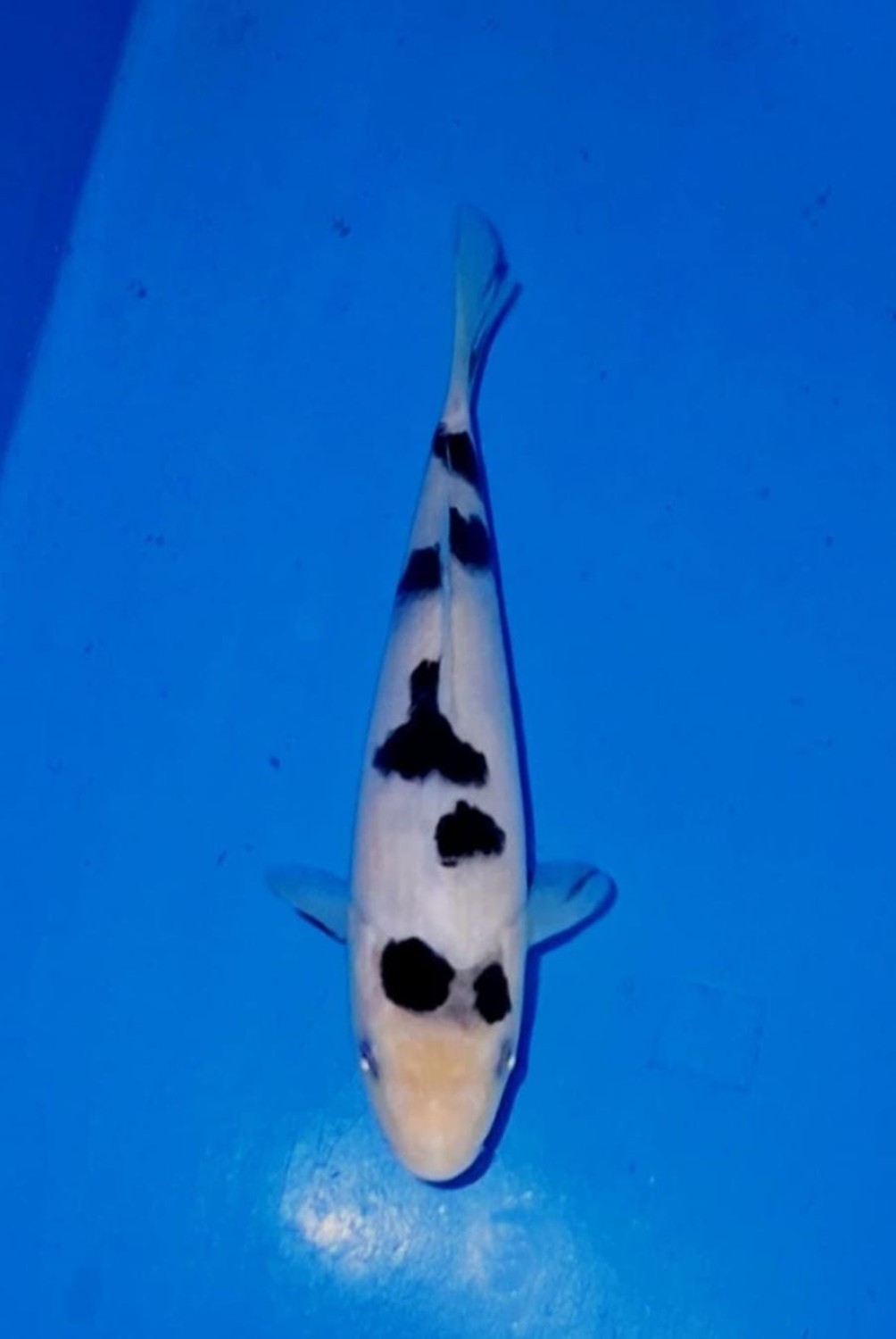 Juara 3