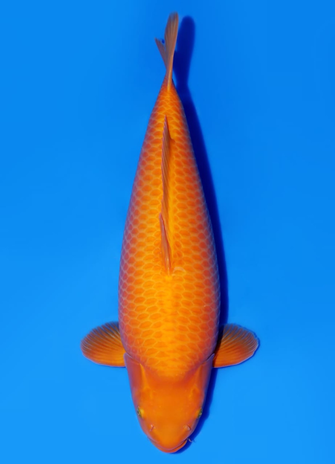 Juara 1