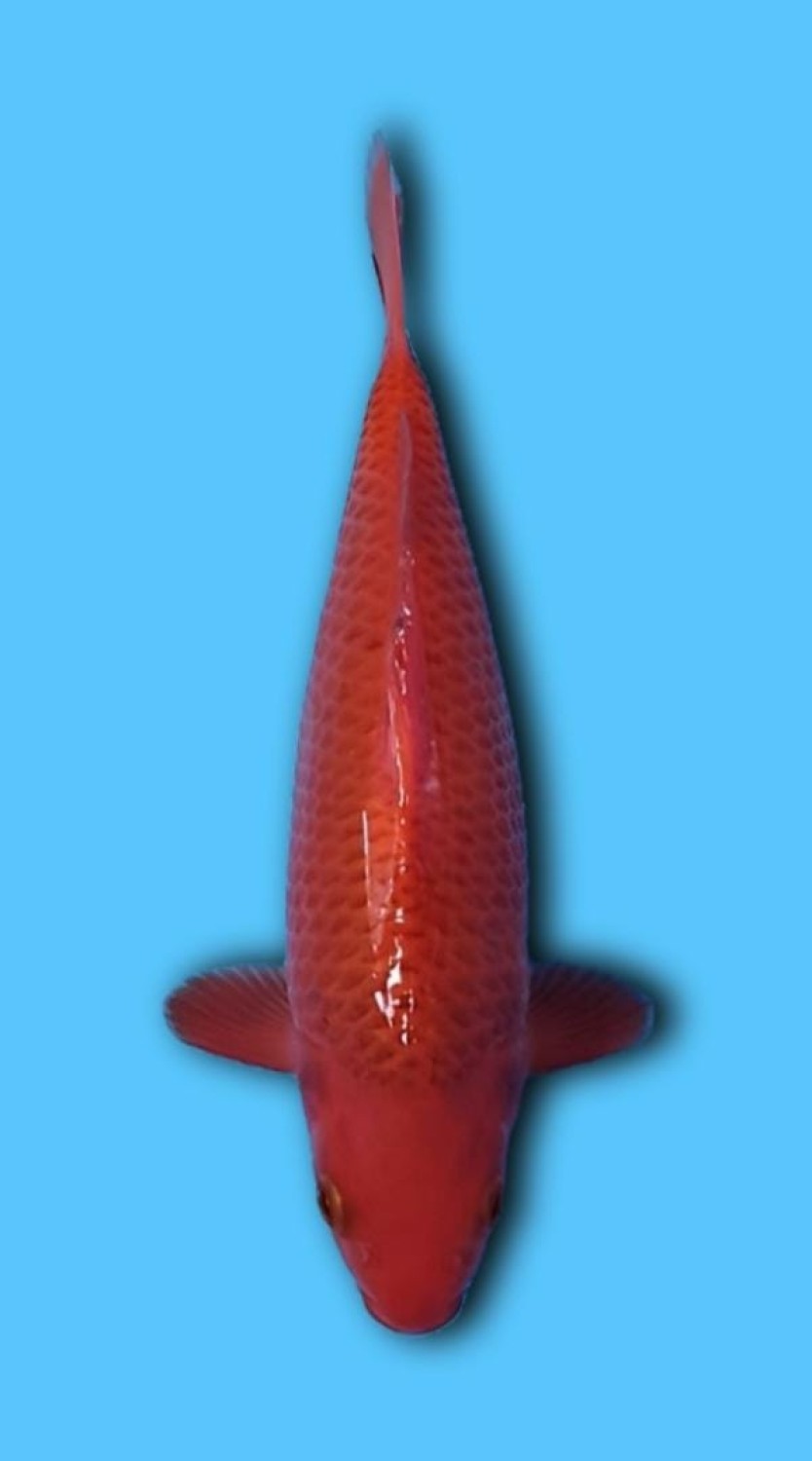 Juara 2