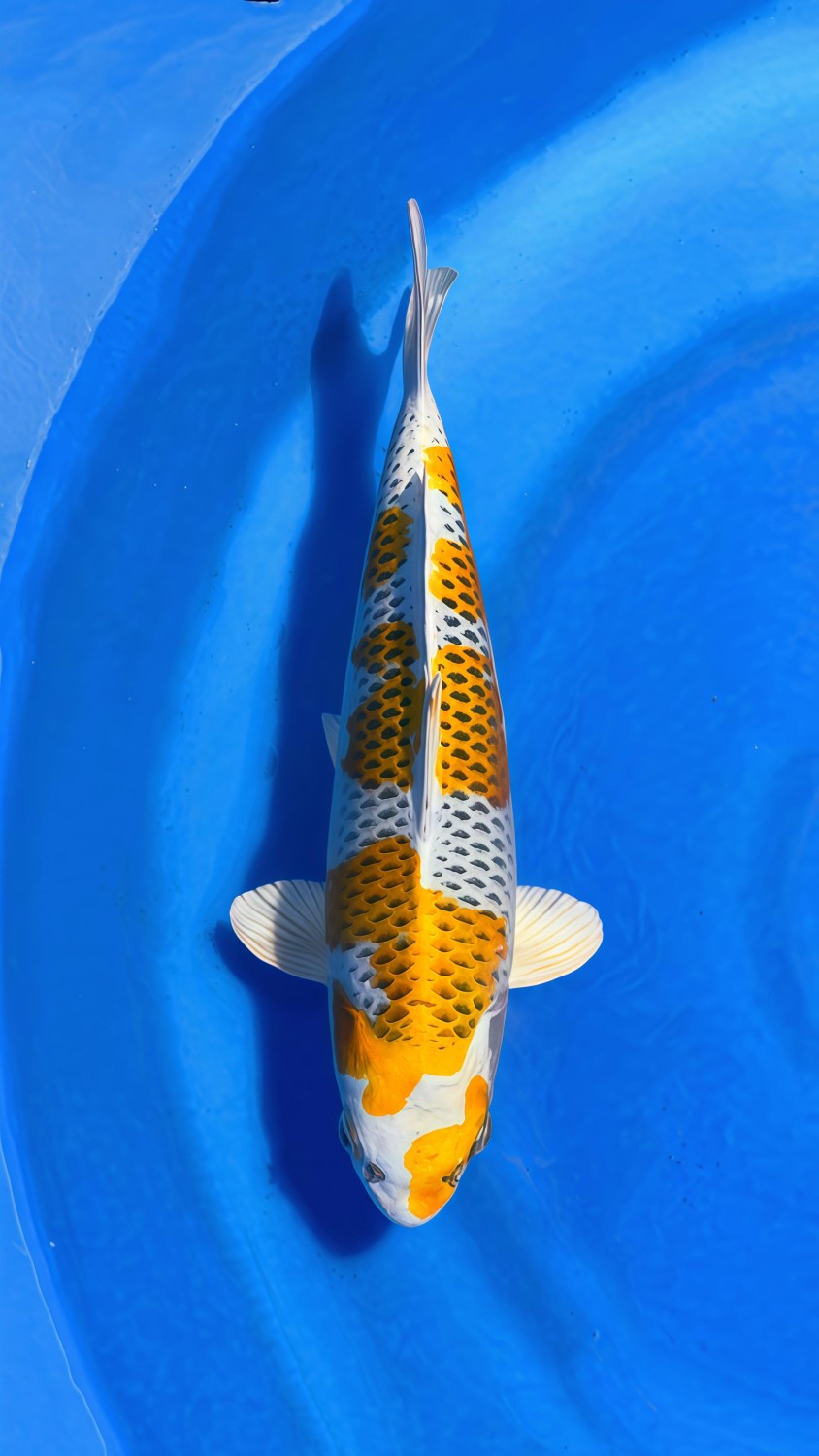 Juara 1