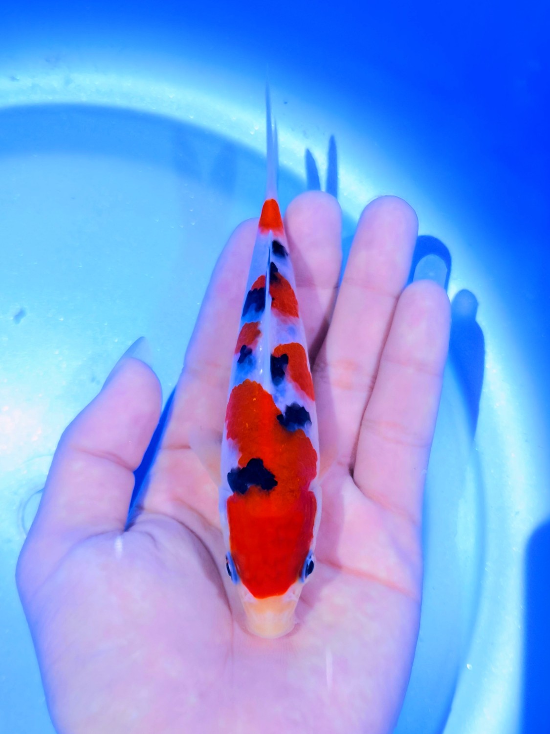 Best In Size A Up To 12 cm