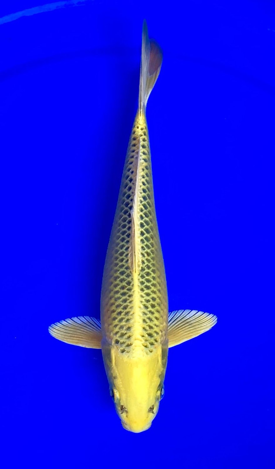 Best In Size E 21 - 25 cm