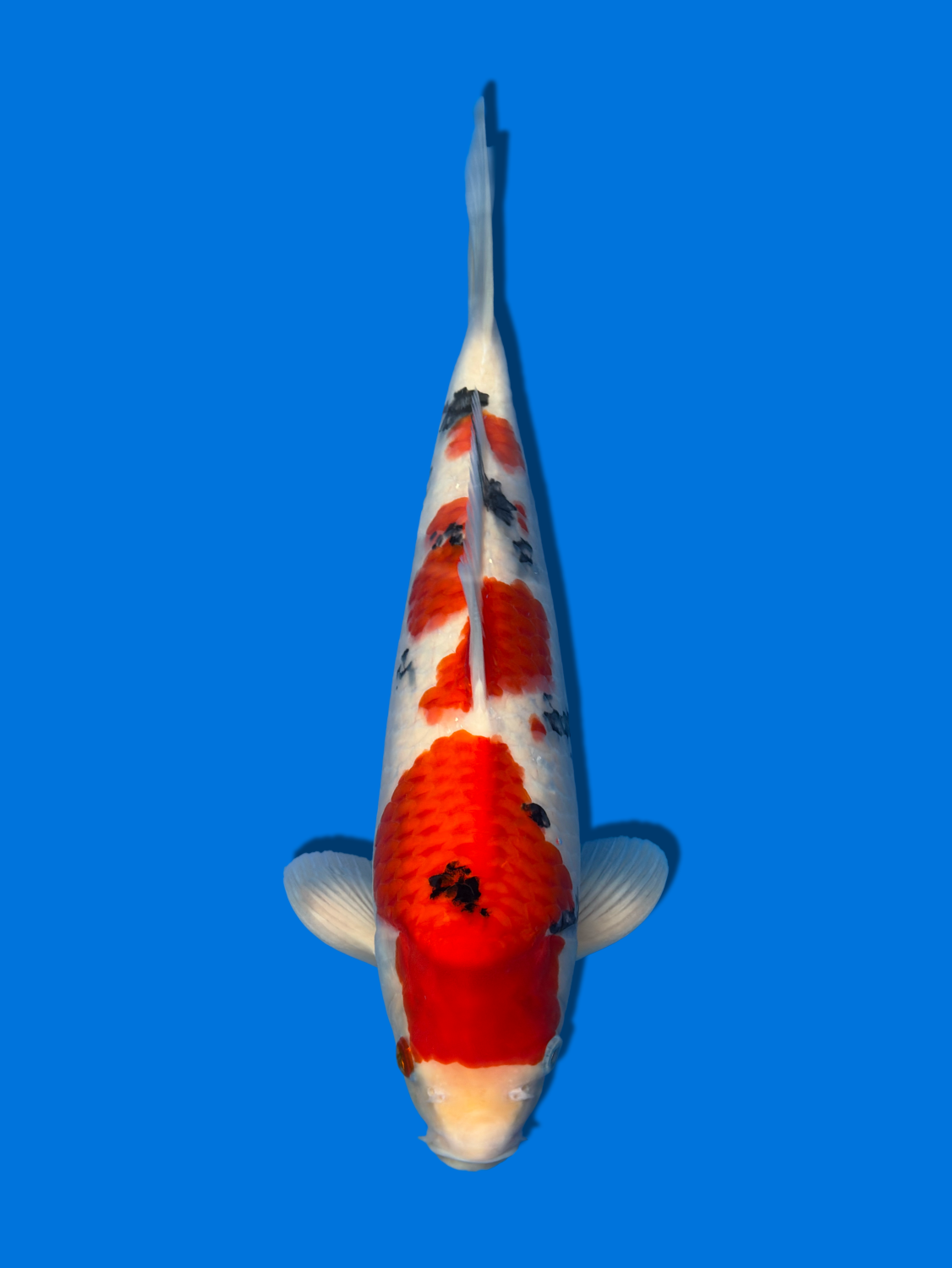 Juara 4