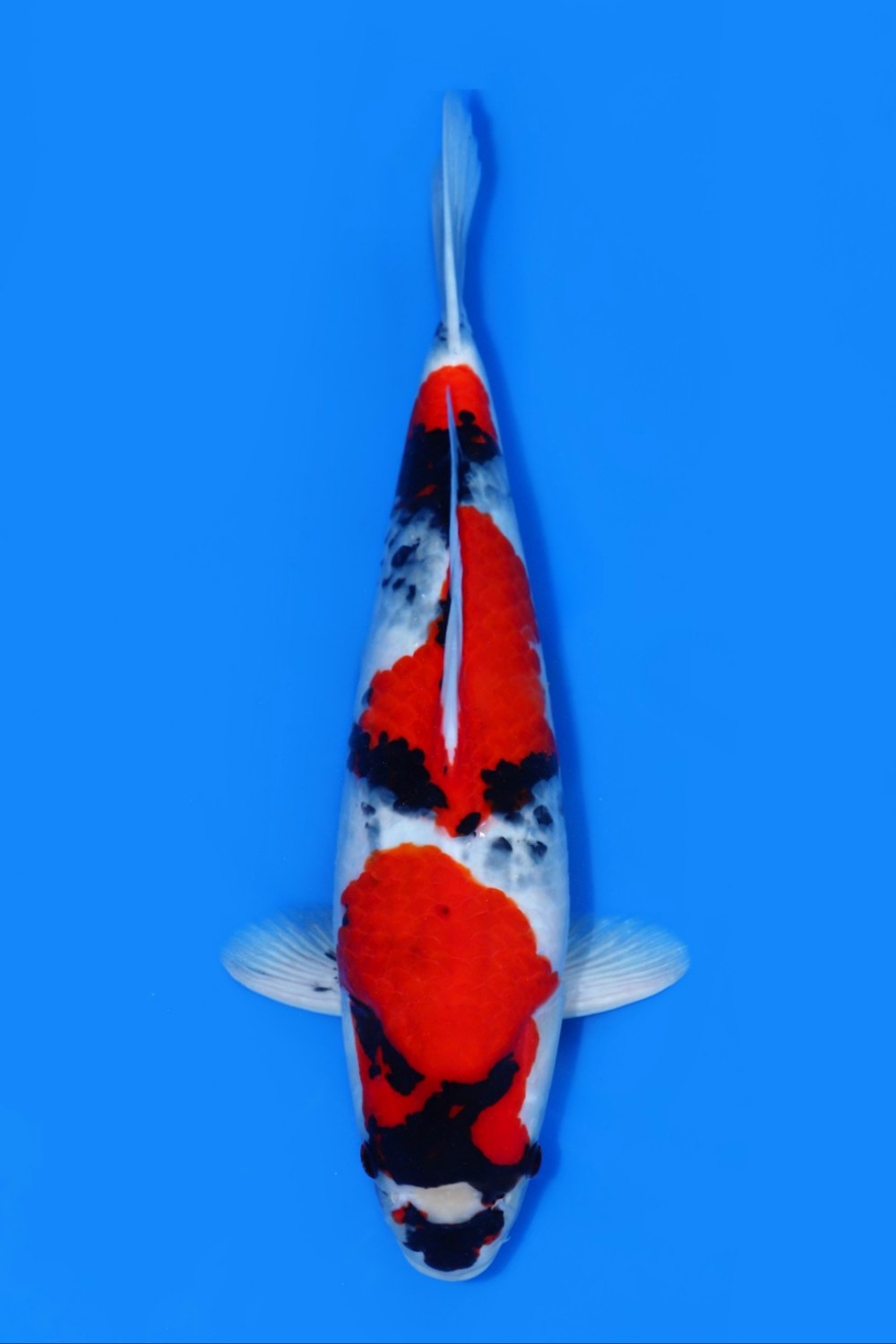 Juara 2