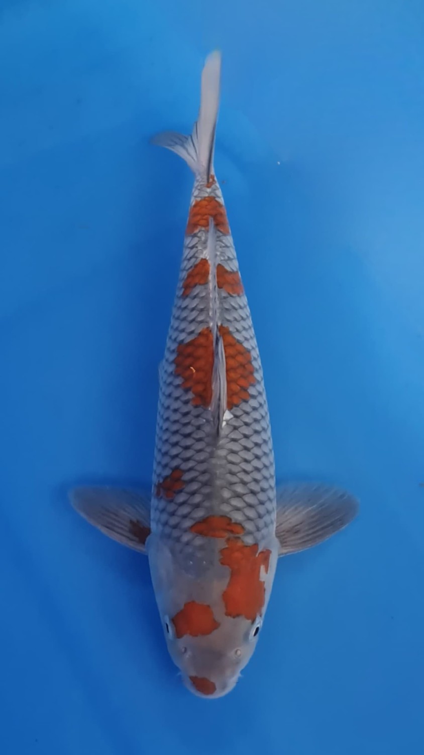 Juara 1