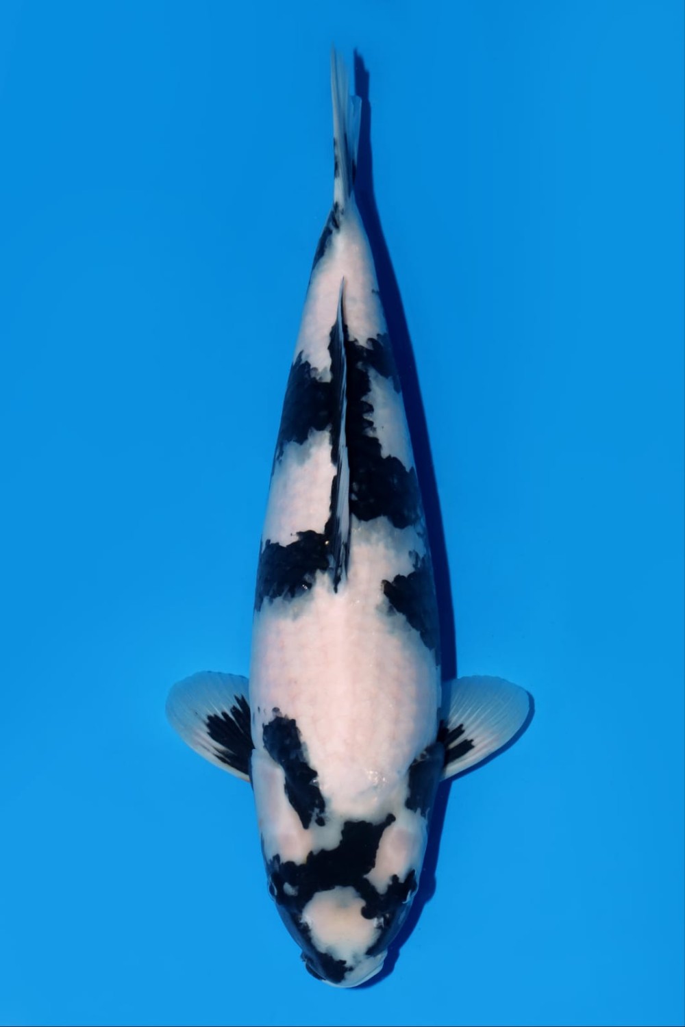 Juara 1