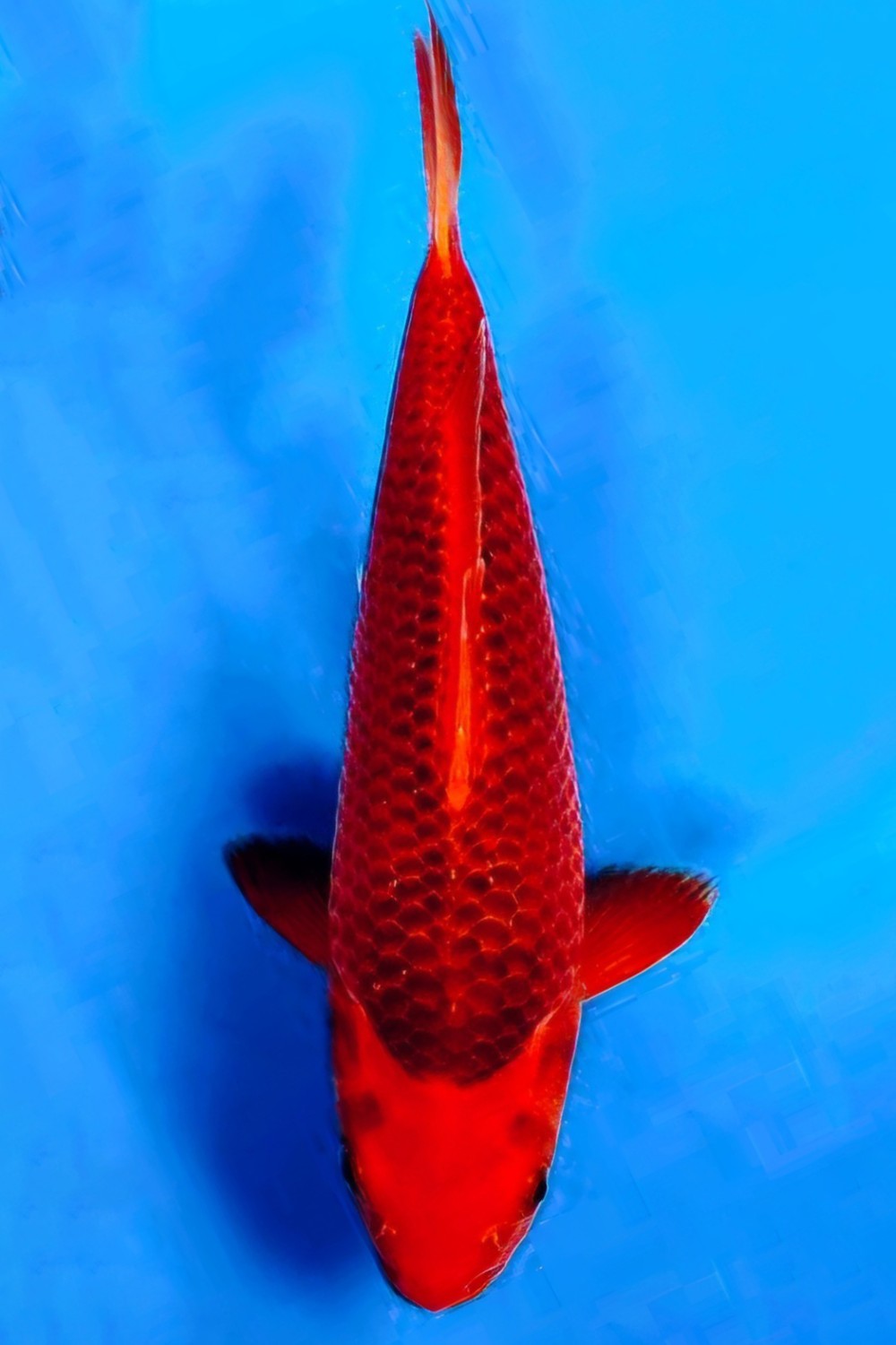 Juara 1
