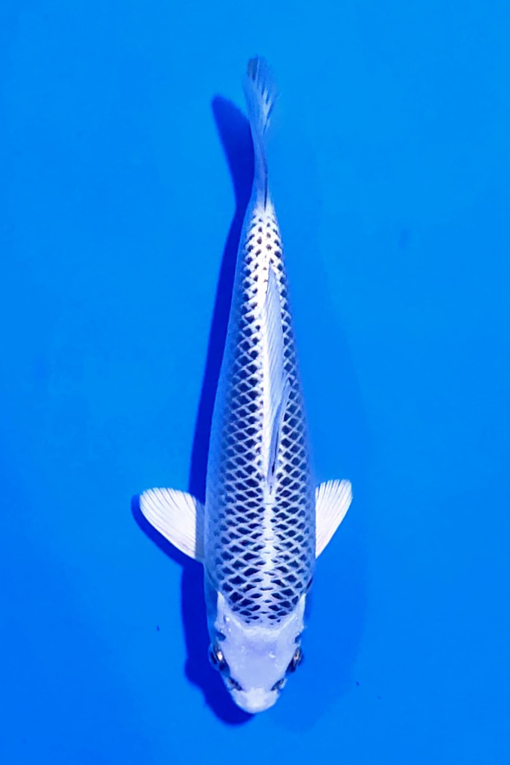 Juara 5