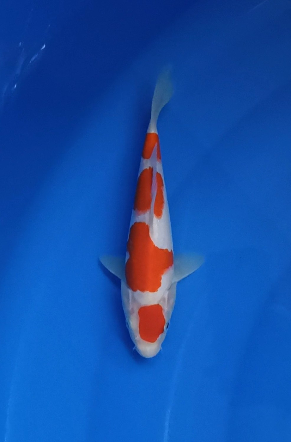Best In Size A 16 - 20 cm