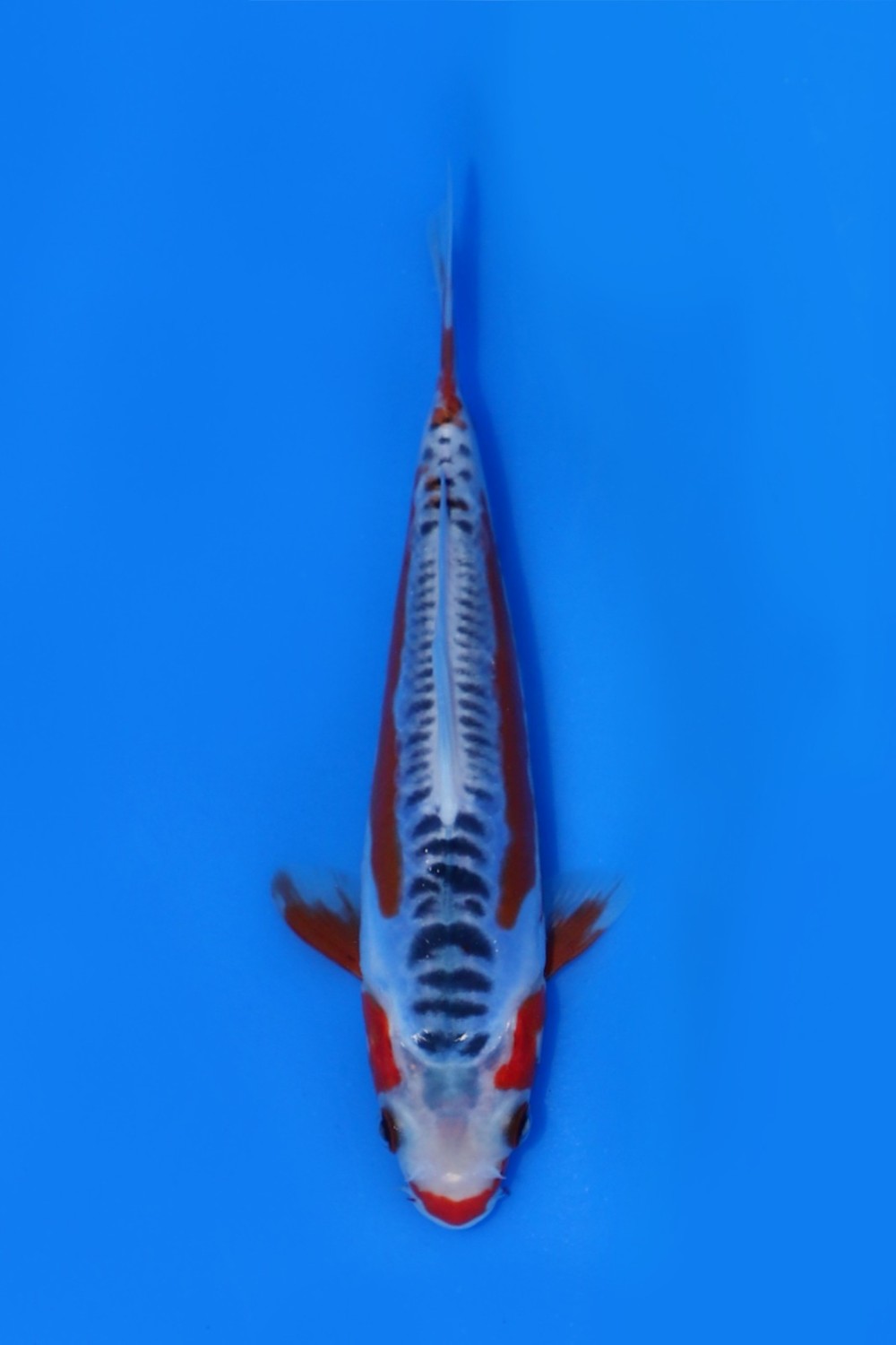 Juara 1