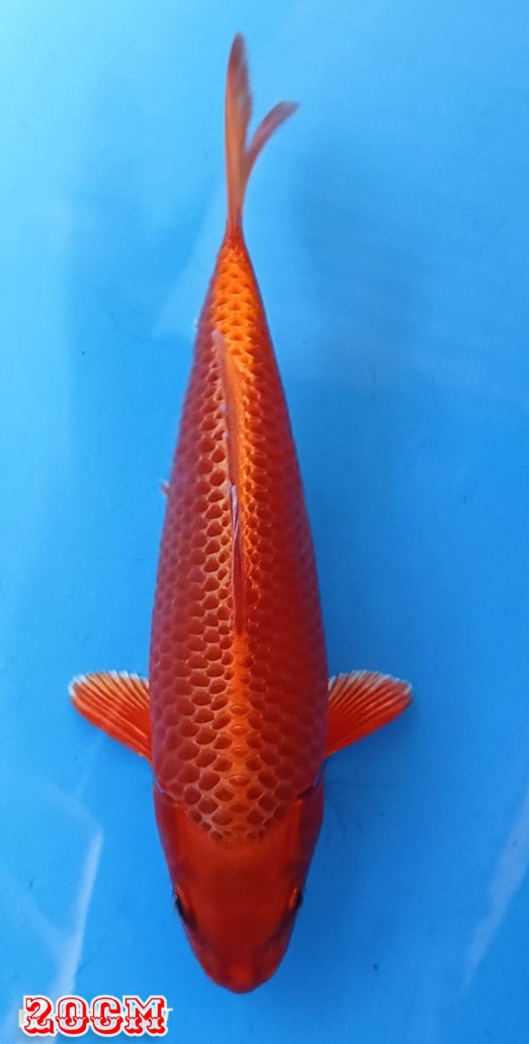 Best In Size E 16 - 20 cm