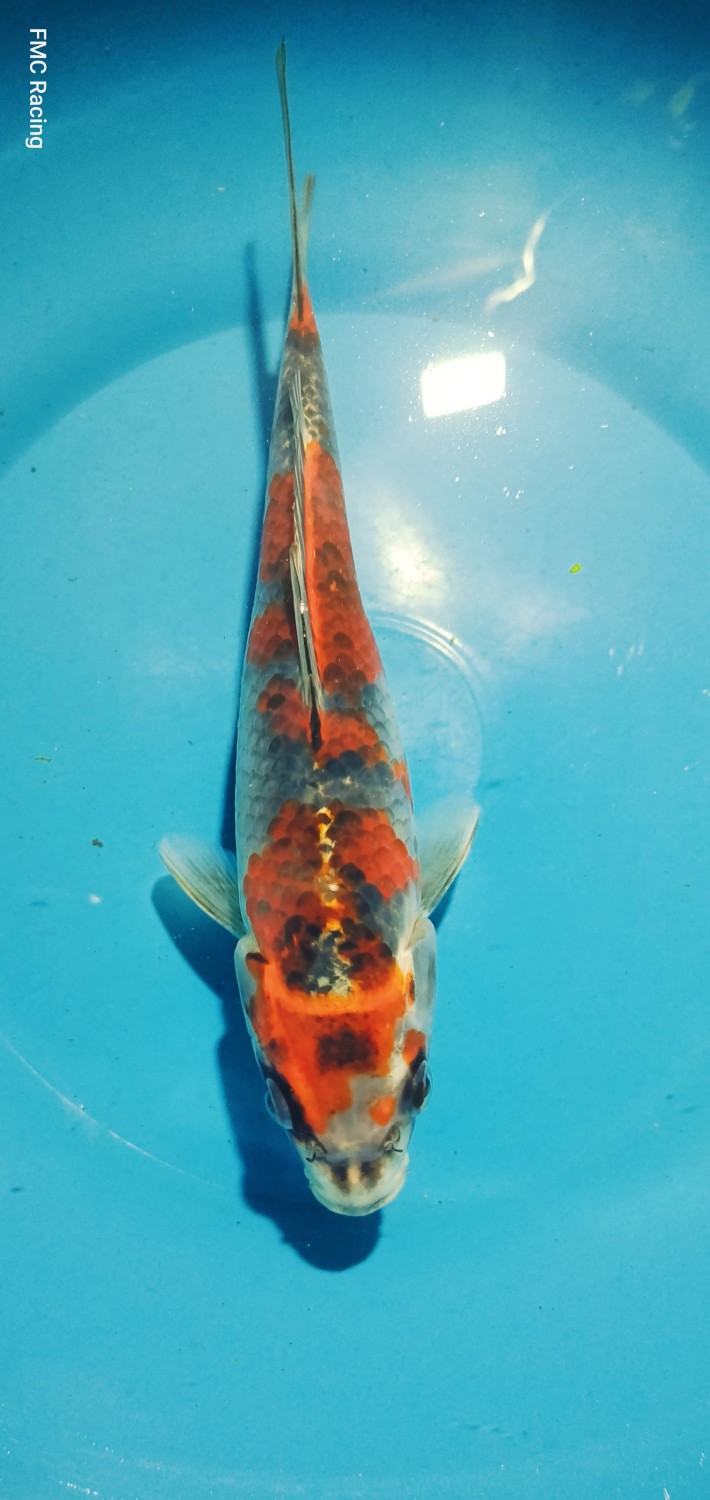 Juara 1