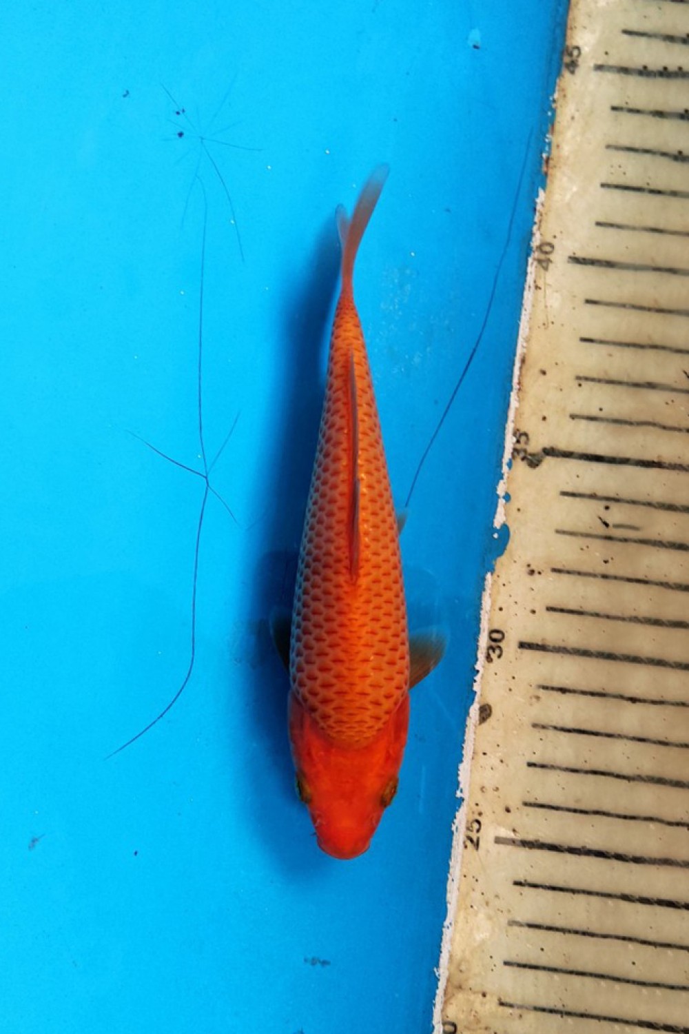 Juara 1
