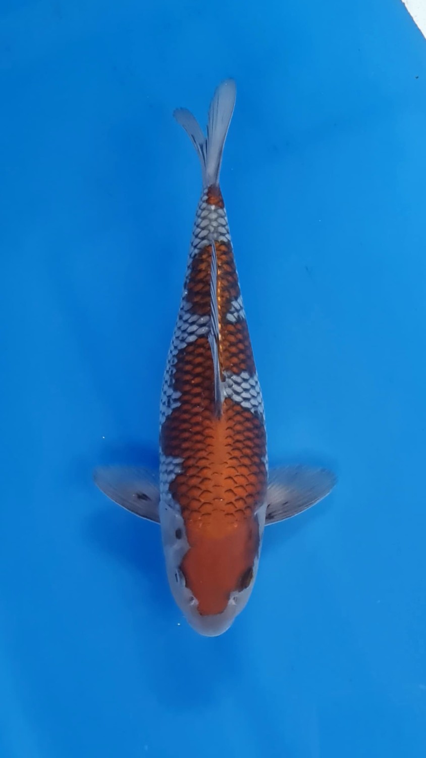 Juara 2