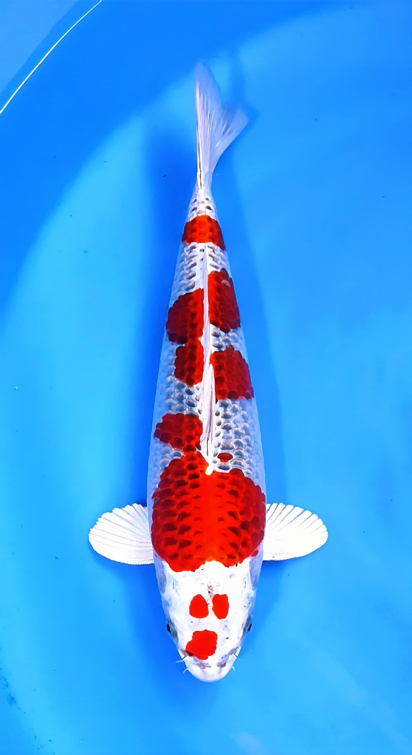 Juara 1