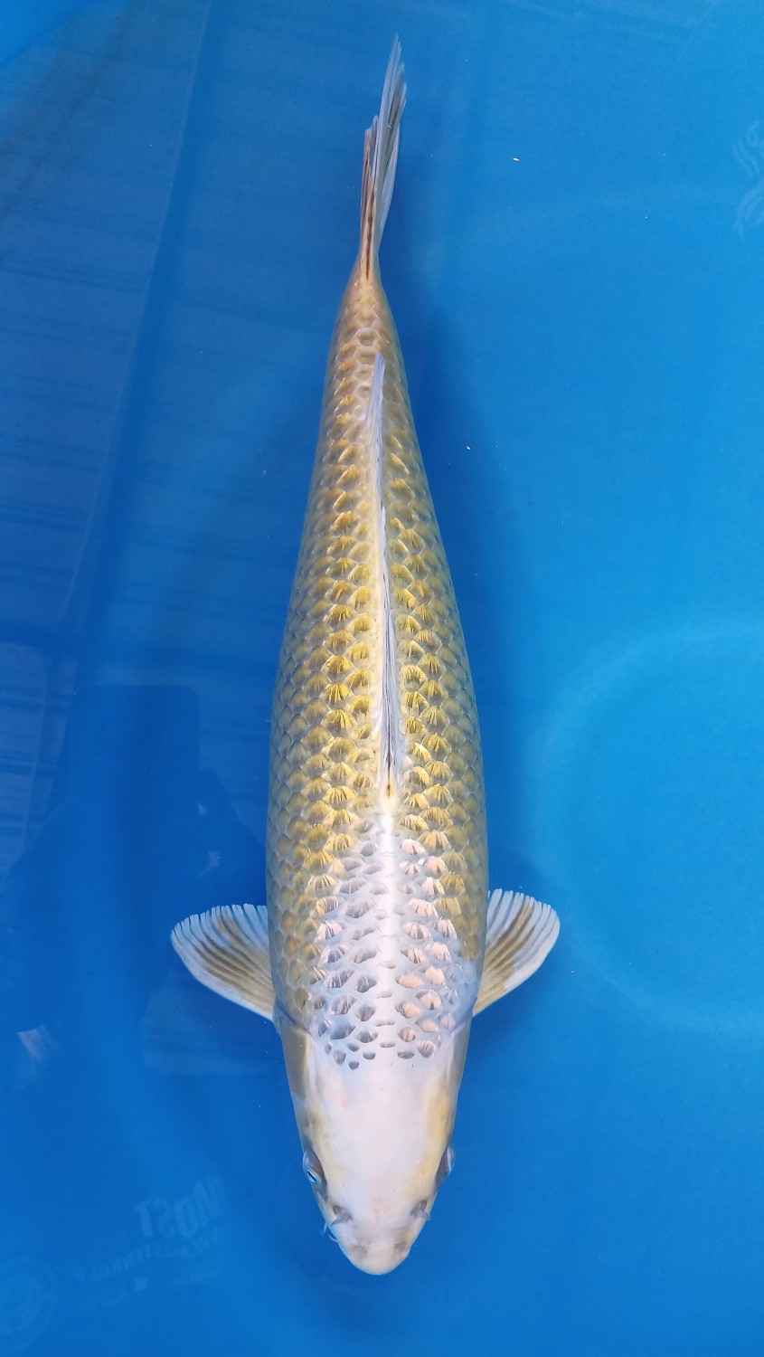 Juara 2