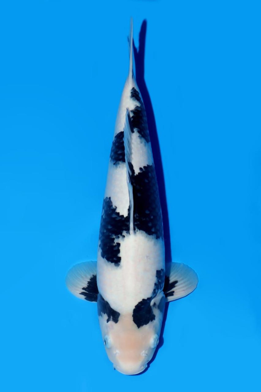 Juara 2