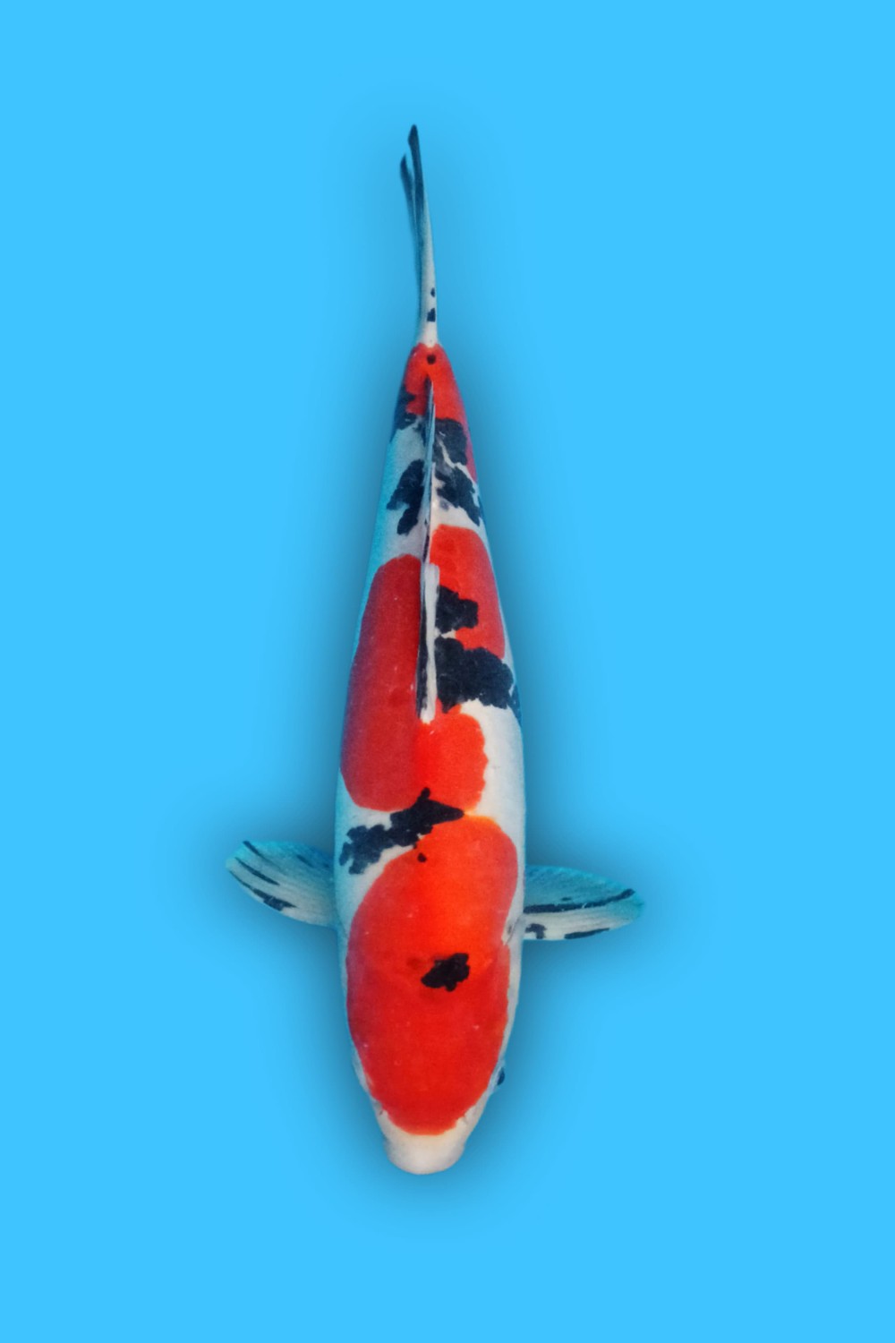 Juara 2