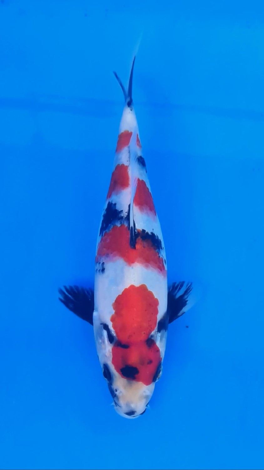 Juara 3
