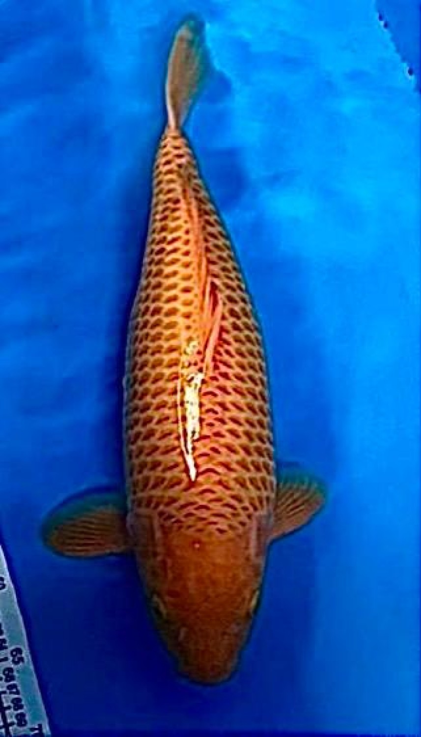 Juara 1