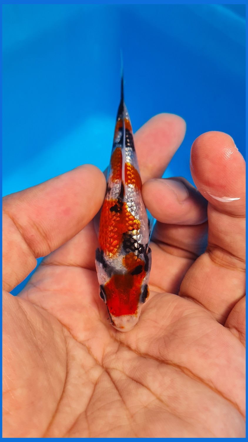 Best In Size F Up To 12 cm