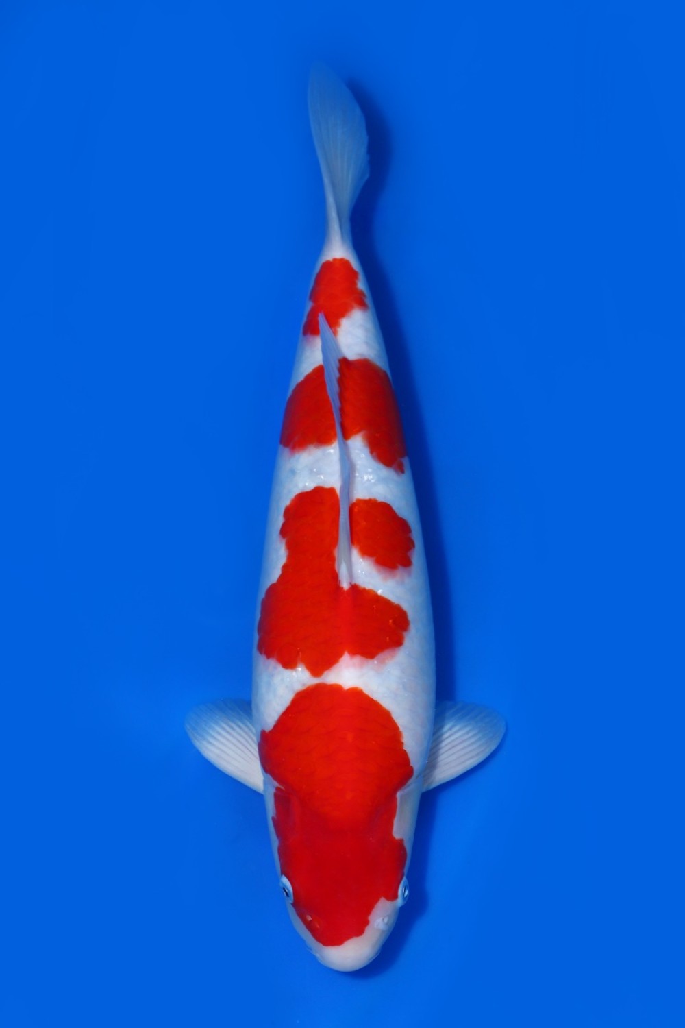 Juara 1