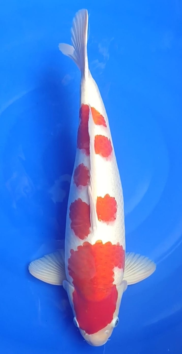 Juara 1