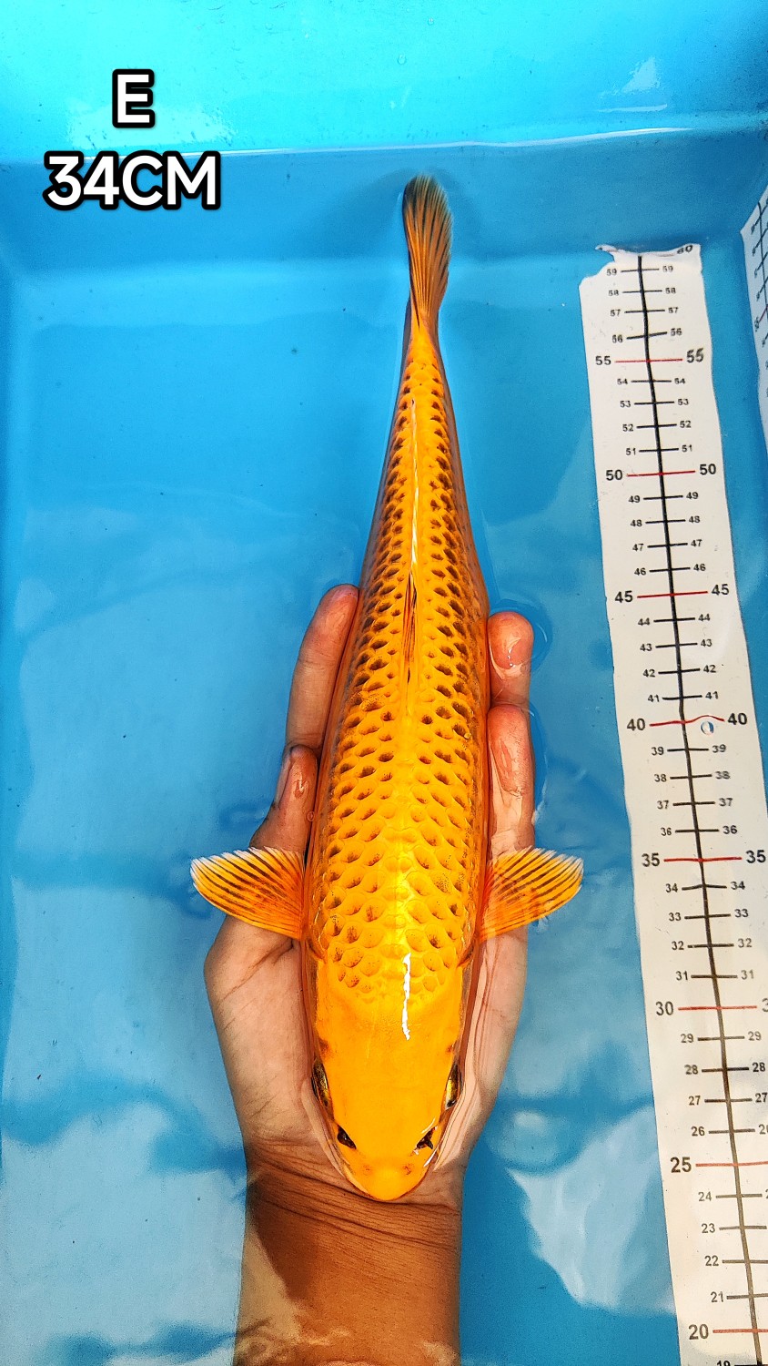 Juara 1