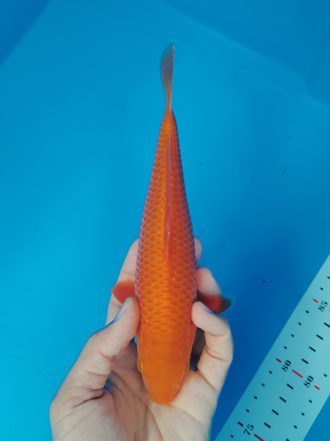 Juara 1