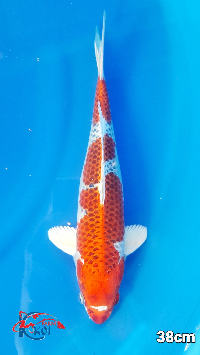 Juara 1
