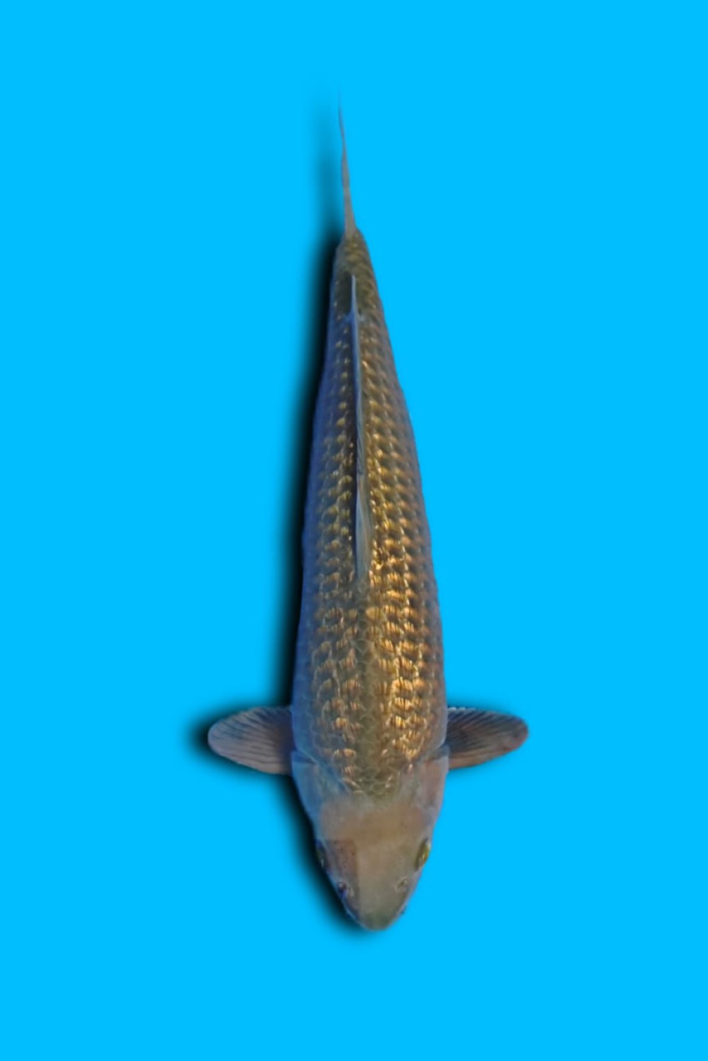 Juara 3