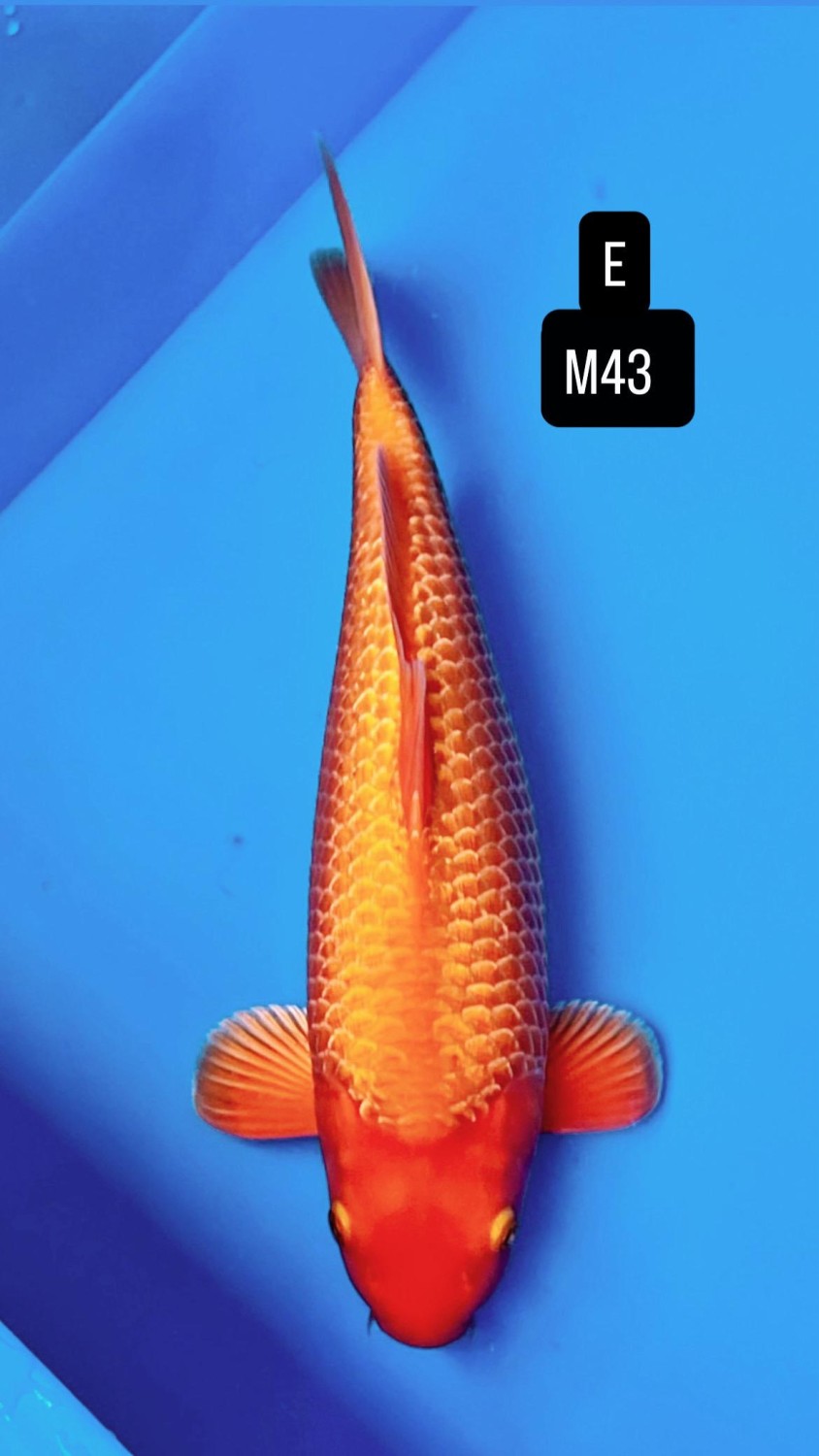 Best In Size E 41 - 45 cm