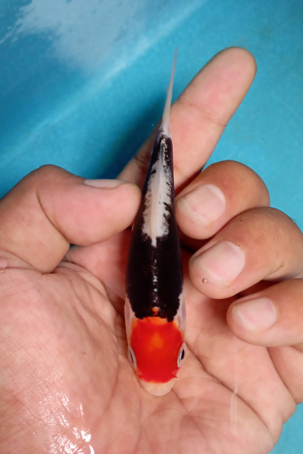 Juara 2