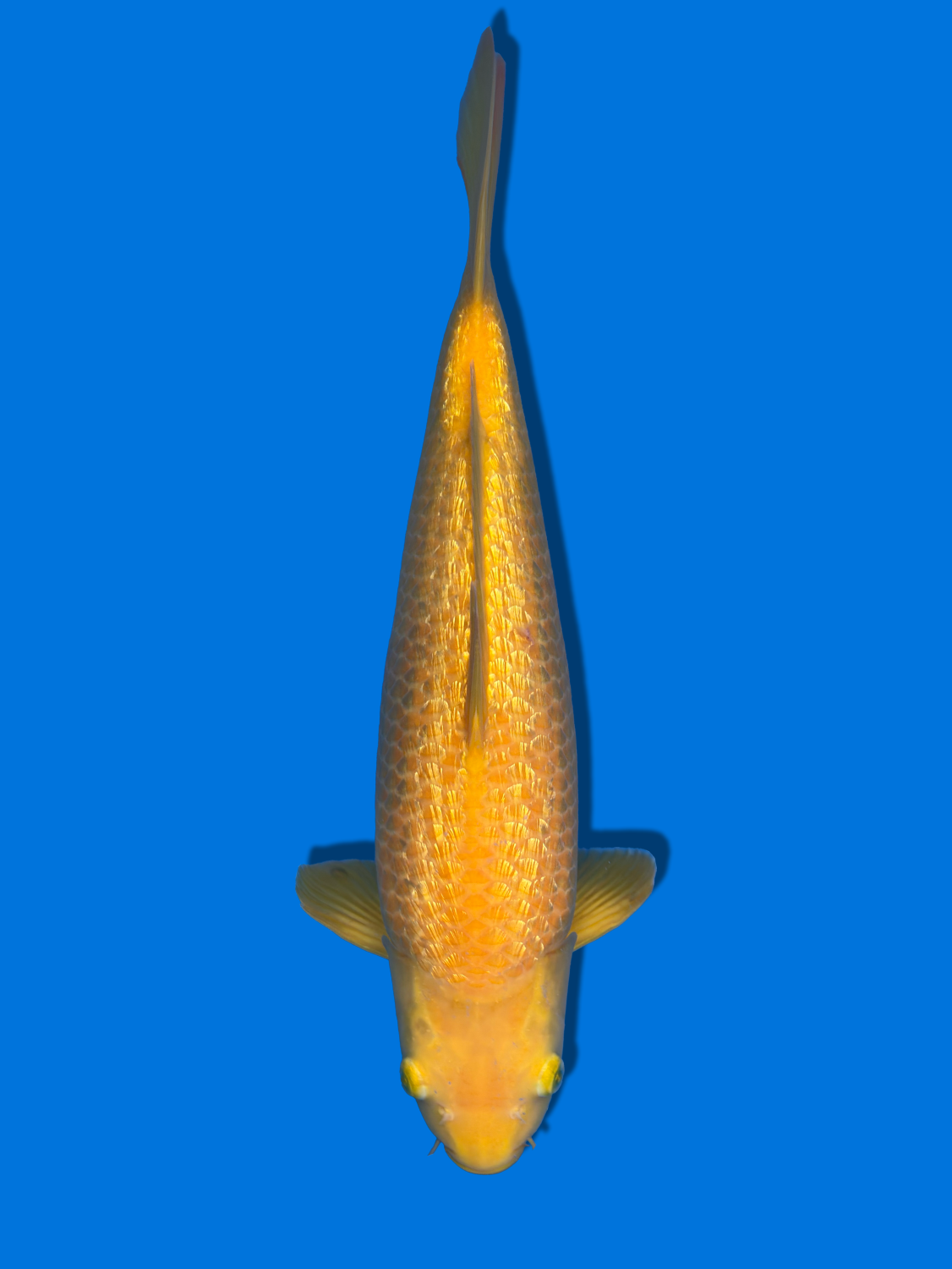 Juara 1