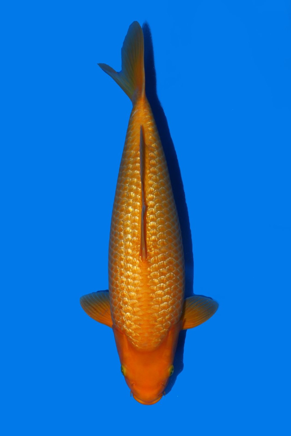 Juara 2