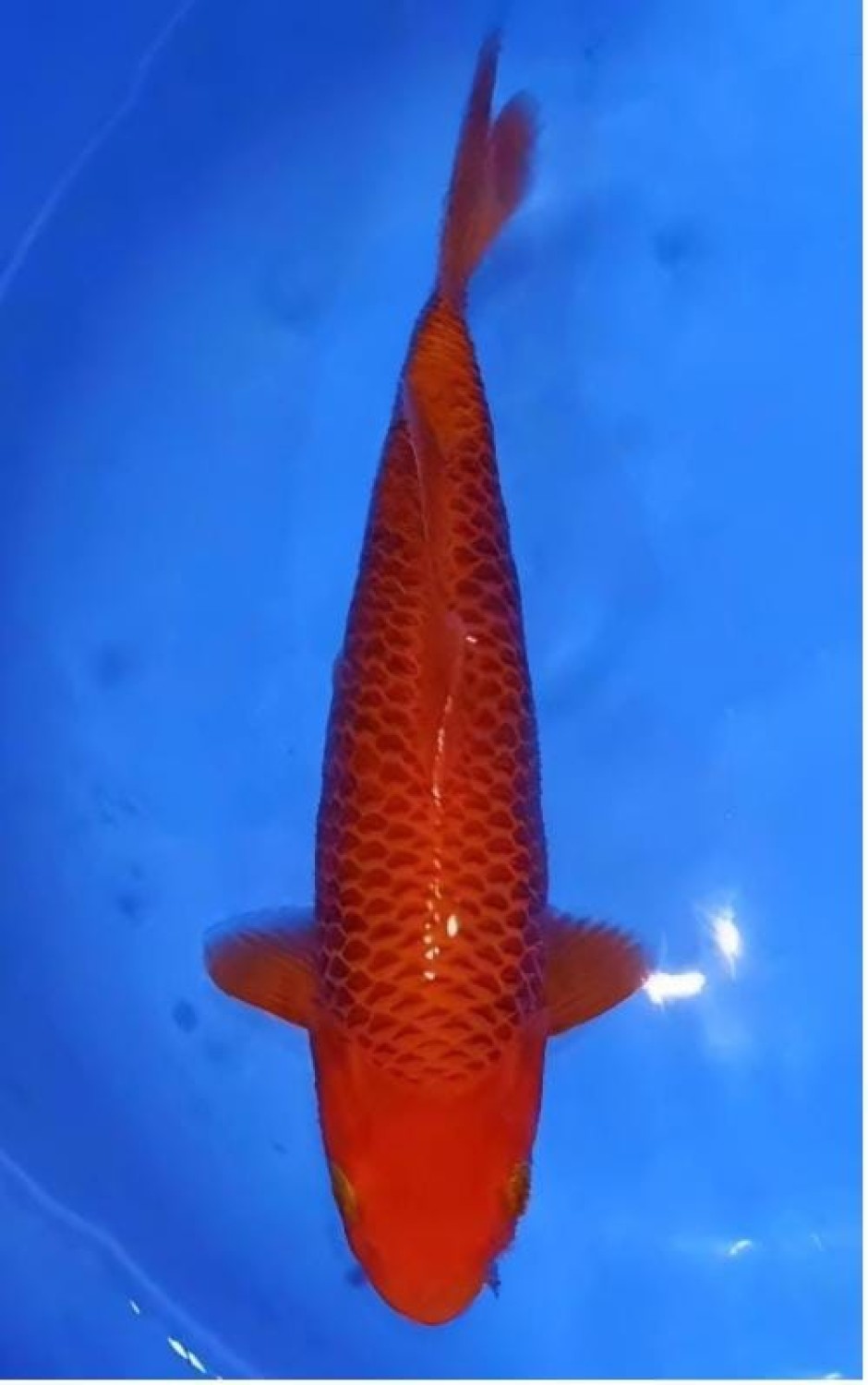 Juara 1