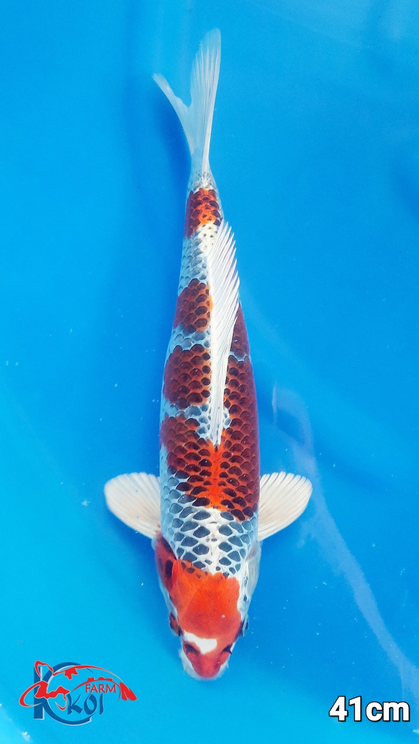 Juara 2