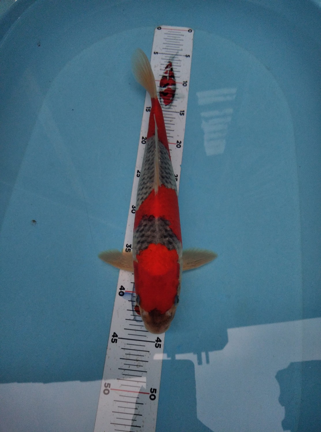 Juara 1